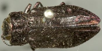 Media type: image;   Entomology 8118 Aspect: habitus dorsal view